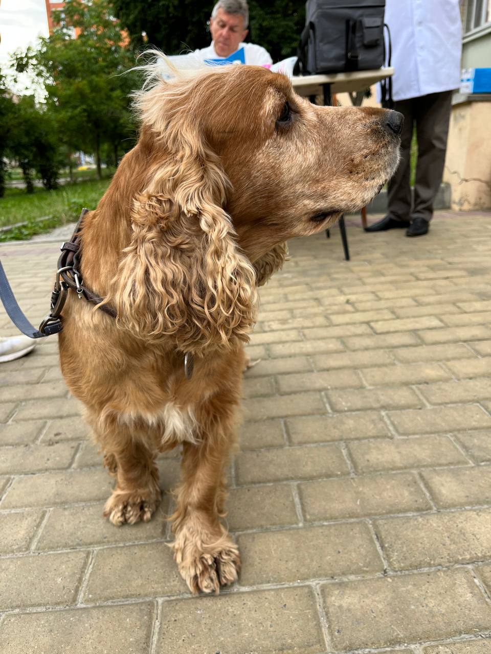 Новини Тернополя - фото з Тернополян закликають вакцинувати тварин від сказу. Де та коли роблять щеплення безкоштовно