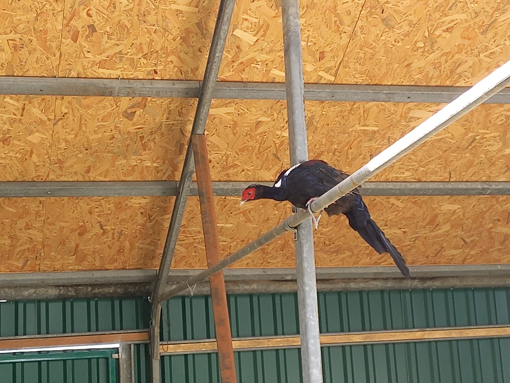 Новини Вінниці - фото з У Подільському зоопарку звели фазанарій. Які ще обновки планують у звіринцю?