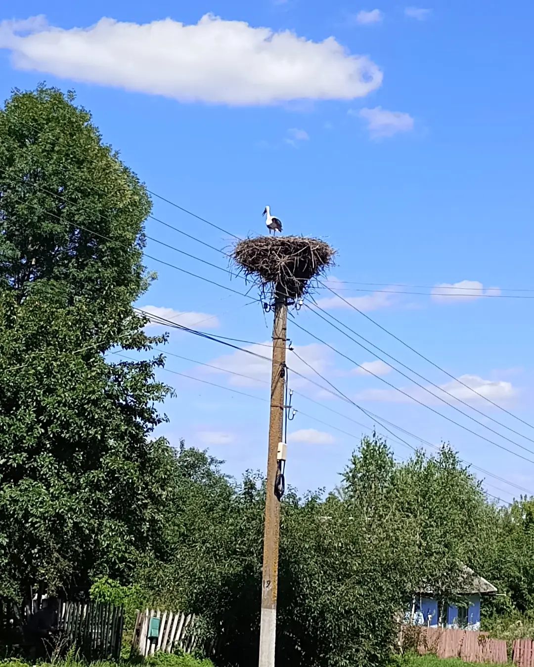 Возможно, это изображение птица