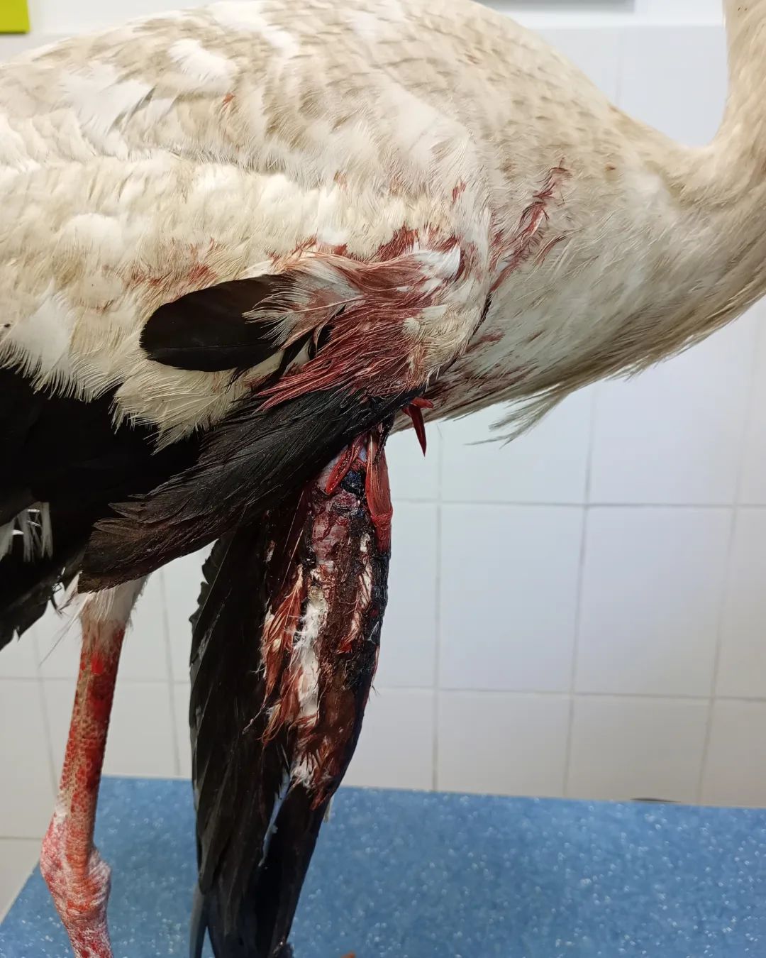 Возможно, это изображение птица