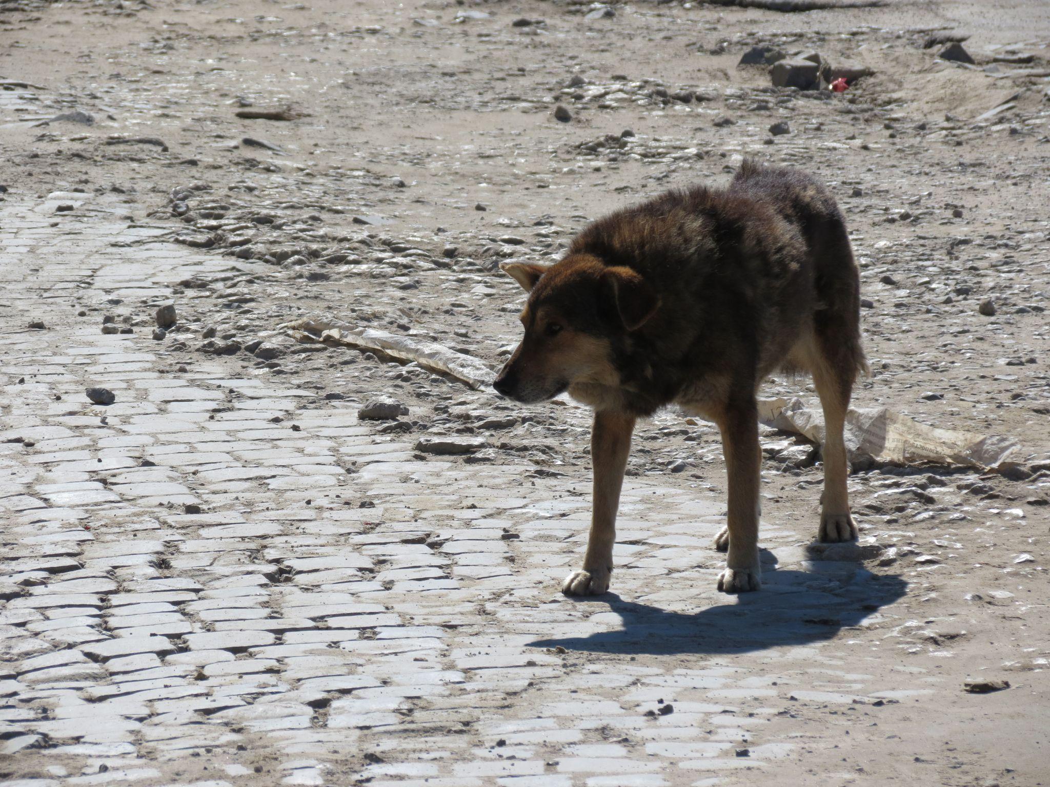 Новини Тернополя - фото з На Гайовій перекрили рух через ремонт: скільки коштують роботи та хто платить