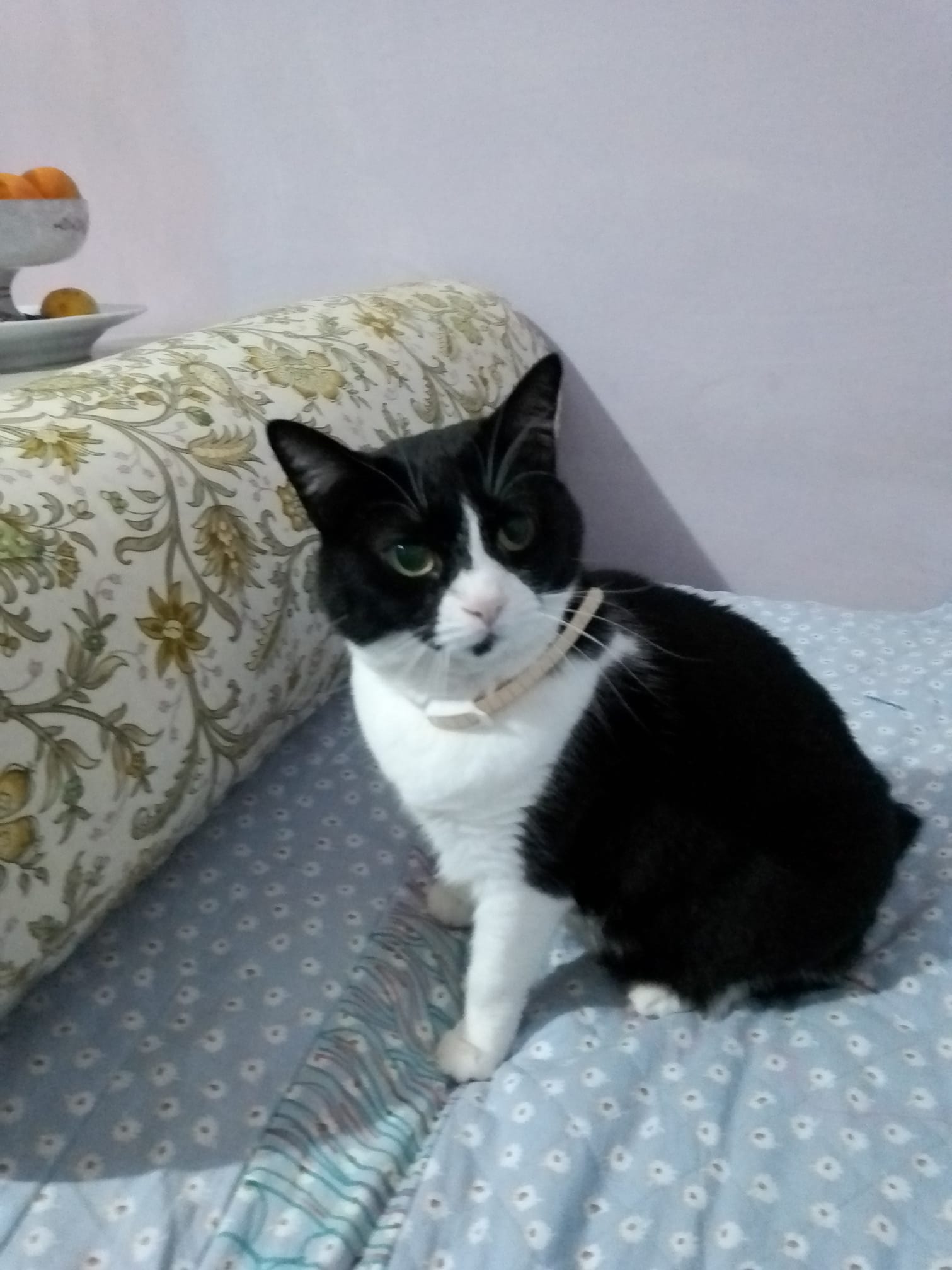 Новини Тернополя - фото з У Всесвітній день котів тернополяни поділились фото своїх улюбленців: гортайте добірку