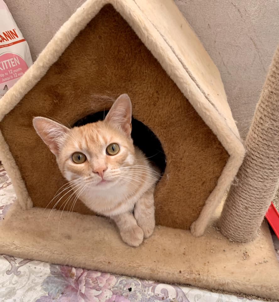 Новини Тернополя - фото з У Всесвітній день котів тернополяни поділились фото своїх улюбленців: гортайте добірку