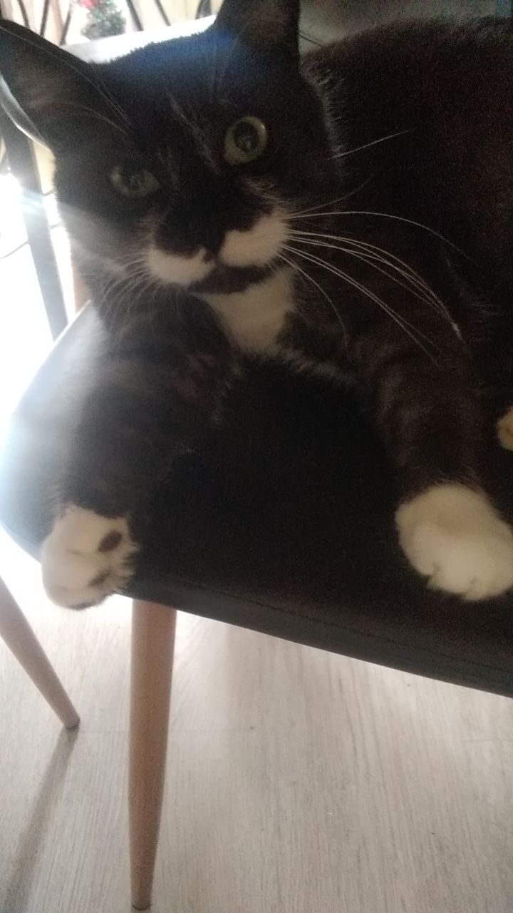 Новини Тернополя - фото з У Всесвітній день котів тернополяни поділились фото своїх улюбленців: гортайте добірку