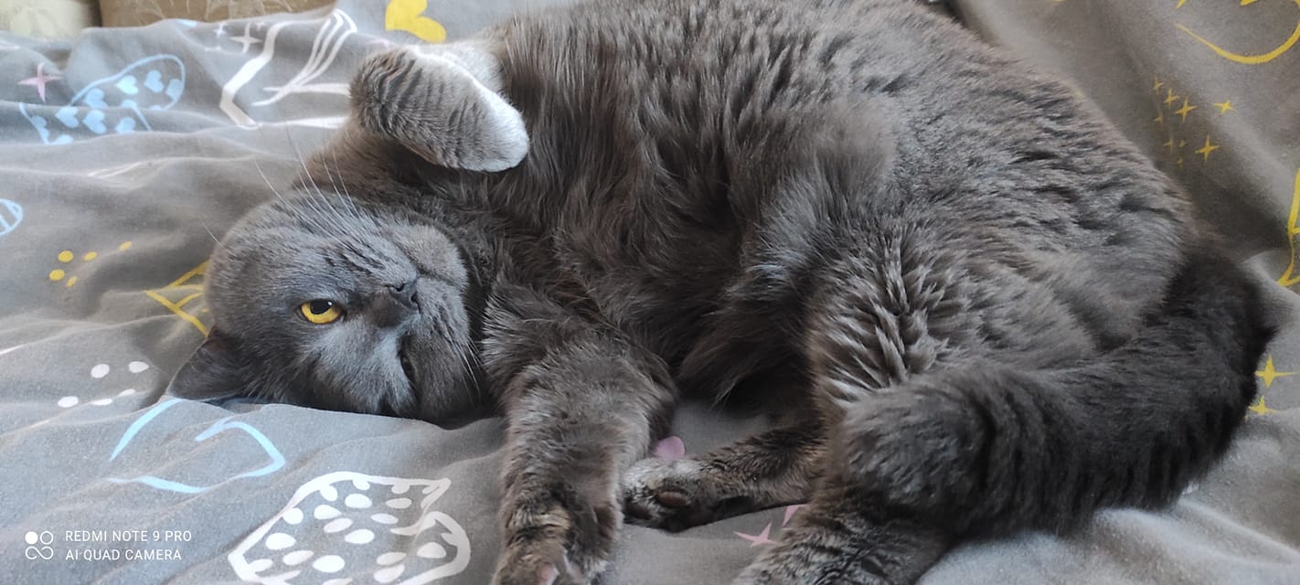 Новини Тернополя - фото з У Всесвітній день котів тернополяни поділились фото своїх улюбленців: гортайте добірку