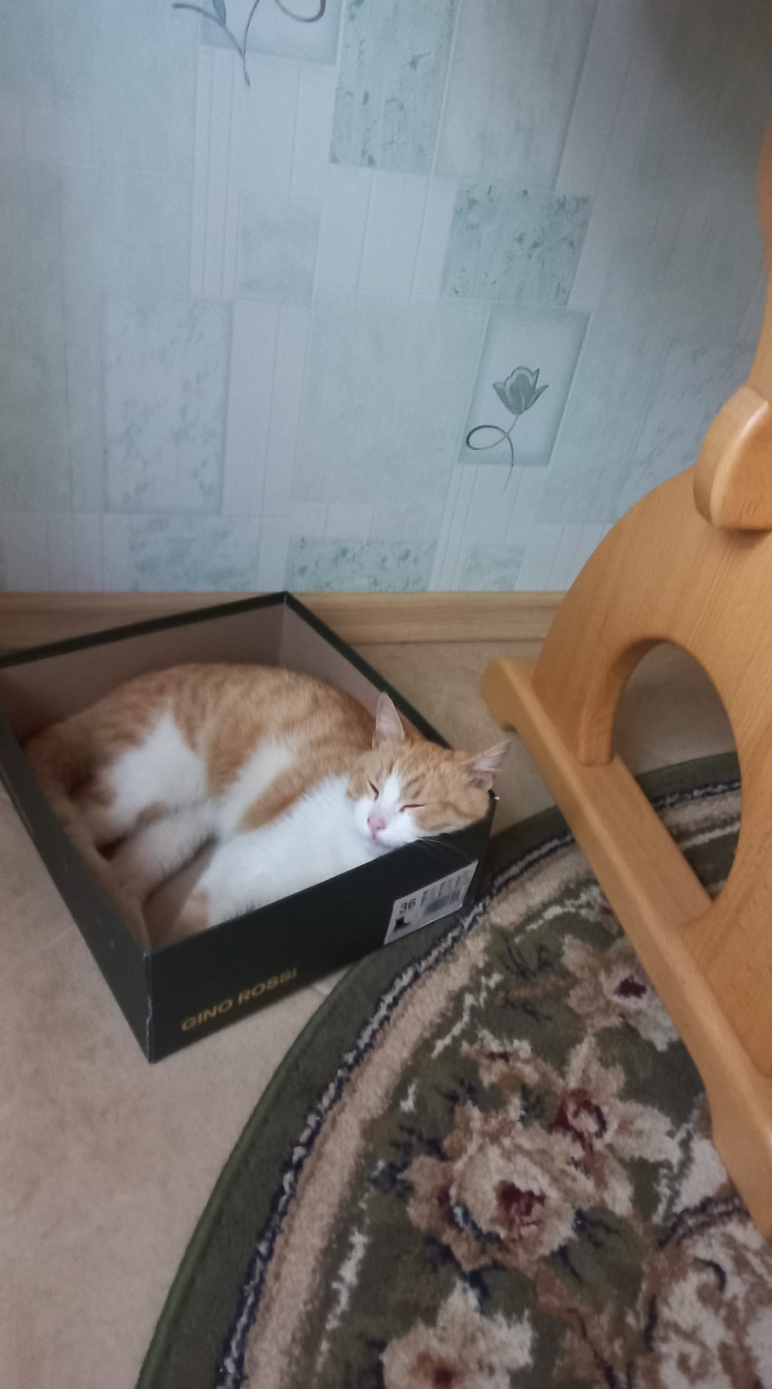 Новини Тернополя - фото з У Всесвітній день котів тернополяни поділились фото своїх улюбленців: гортайте добірку