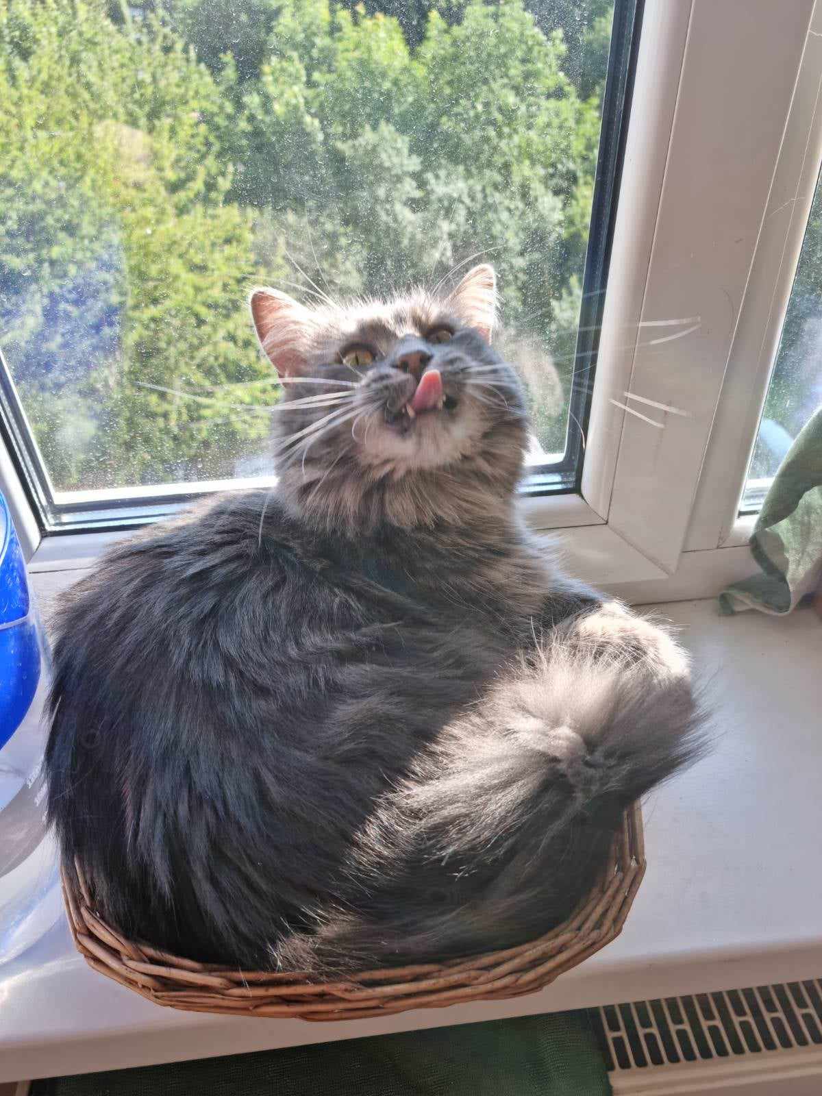 Новини Тернополя - фото з У Всесвітній день котів тернополяни поділились фото своїх улюбленців: гортайте добірку