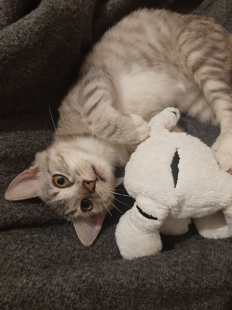 Новини Тернополя - фото з У Всесвітній день котів тернополяни поділились фото своїх улюбленців: гортайте добірку