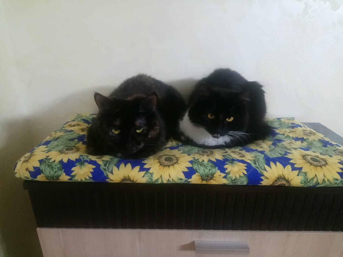 Новини Тернополя - фото з У Всесвітній день котів тернополяни поділились фото своїх улюбленців: гортайте добірку