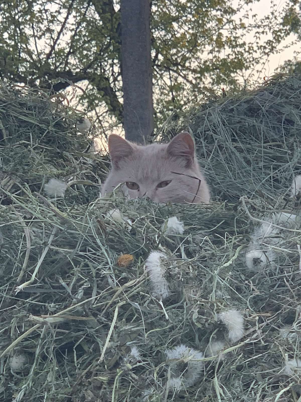 Новини Тернополя - фото з У Всесвітній день котів тернополяни поділились фото своїх улюбленців: гортайте добірку