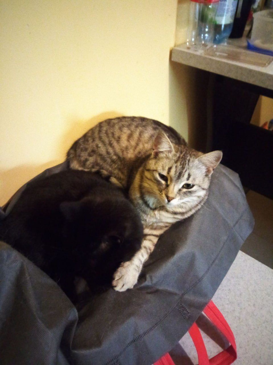 Новини Тернополя - фото з У Всесвітній день котів тернополяни поділились фото своїх улюбленців: гортайте добірку