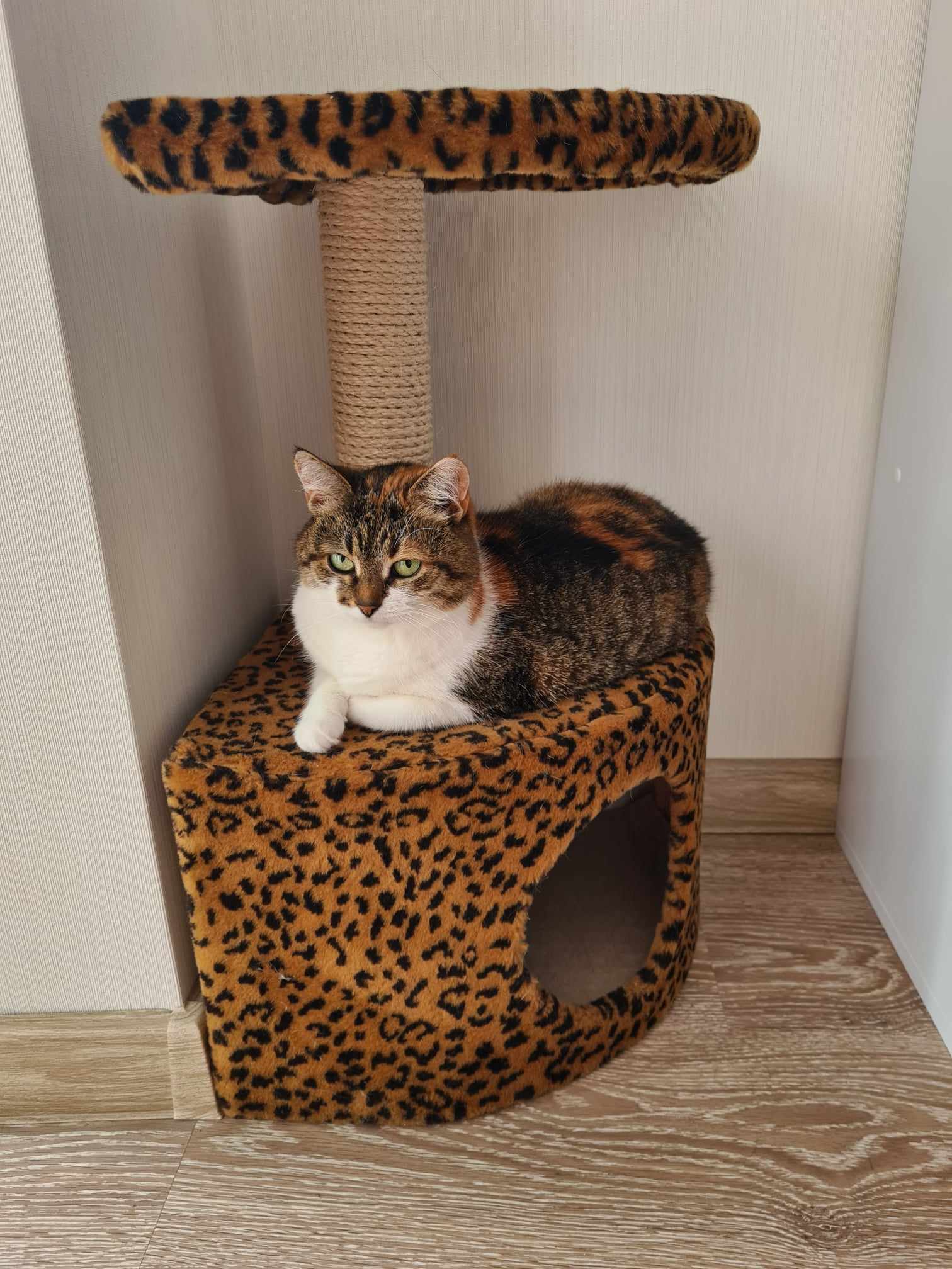 Новини Тернополя - фото з У Всесвітній день котів тернополяни поділились фото своїх улюбленців: гортайте добірку