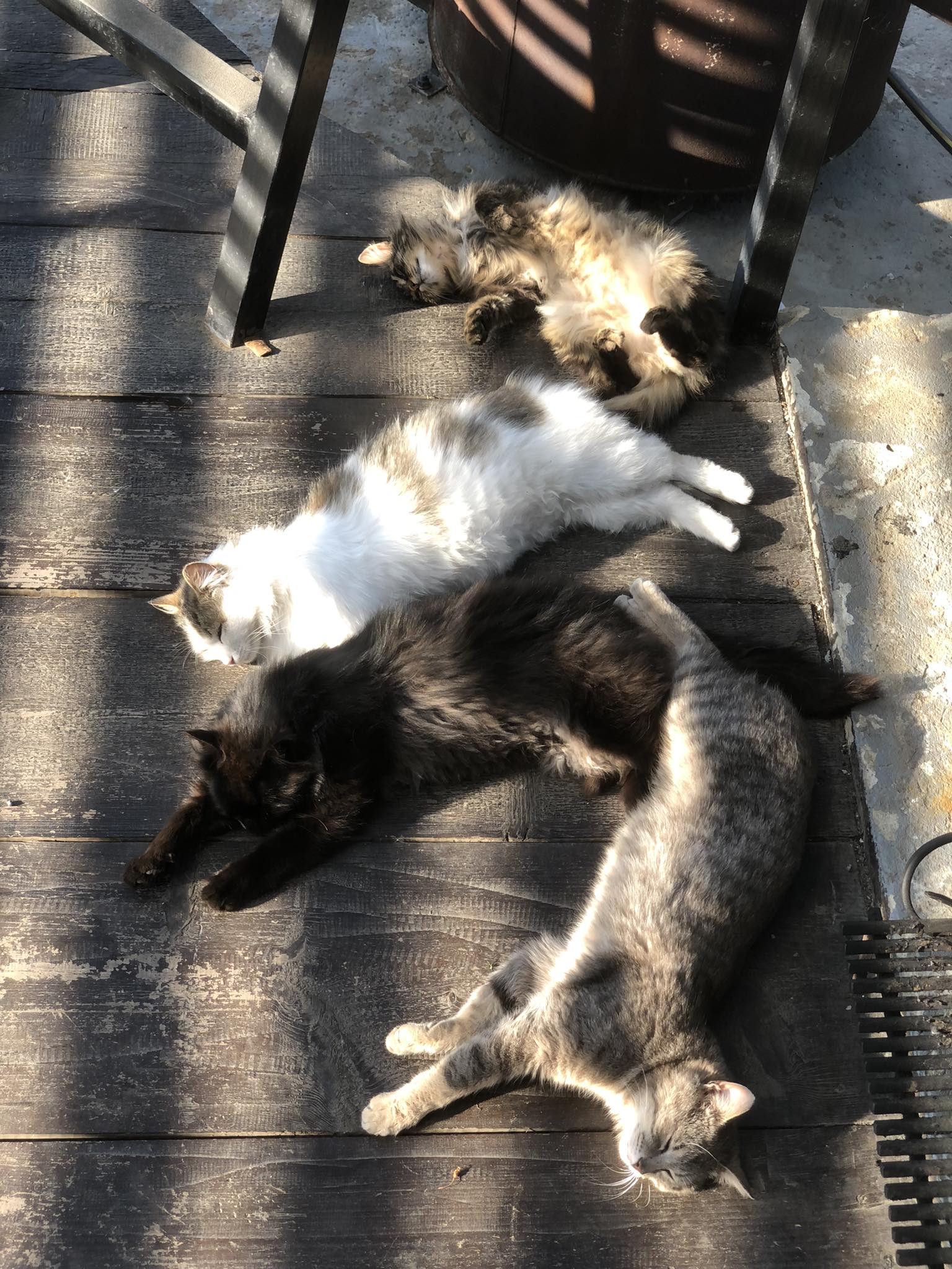 Новини Тернополя - фото з У Всесвітній день котів тернополяни поділились фото своїх улюбленців: гортайте добірку