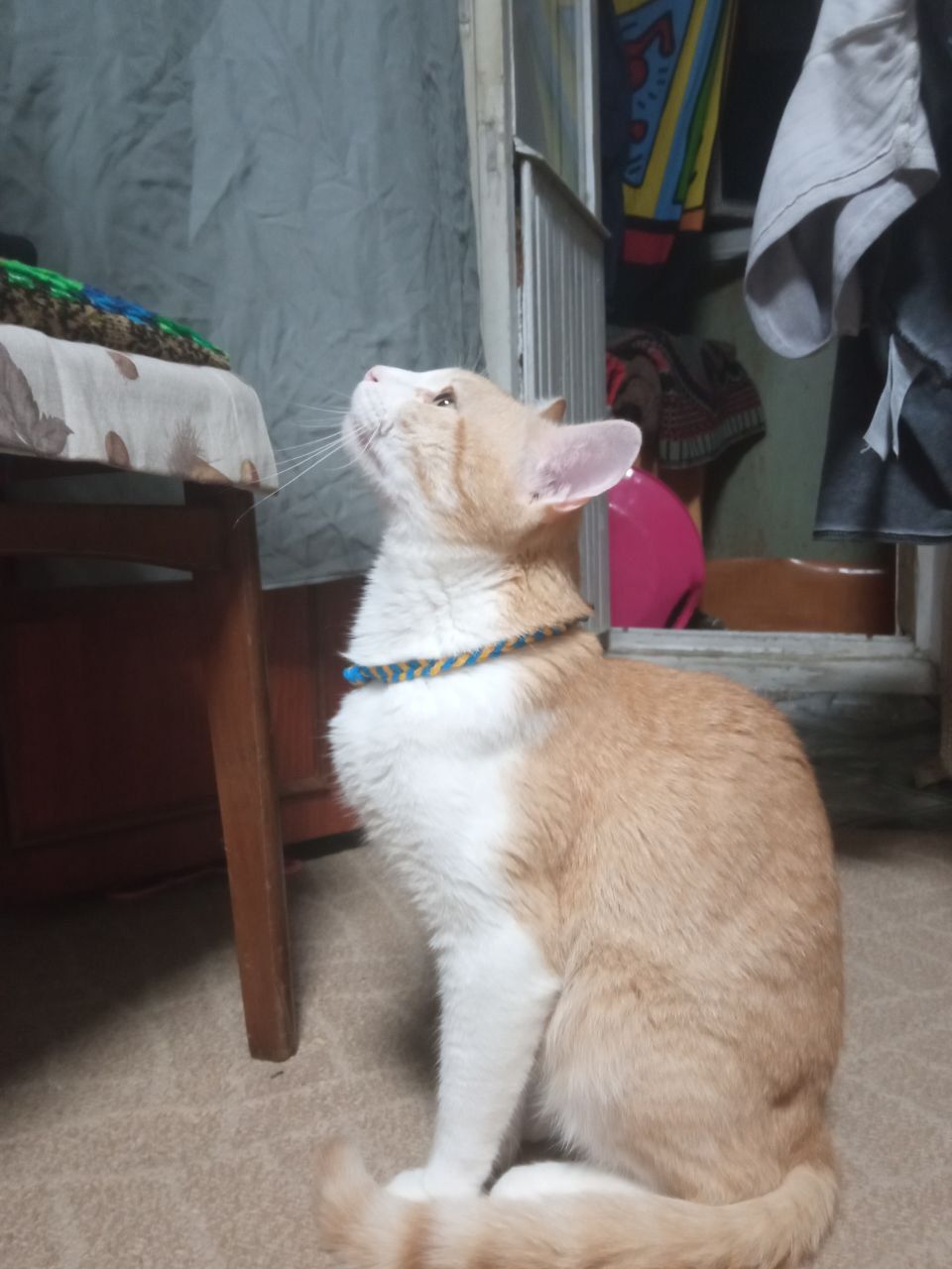 Новини Тернополя - фото з У Всесвітній день котів тернополяни поділились фото своїх улюбленців: гортайте добірку