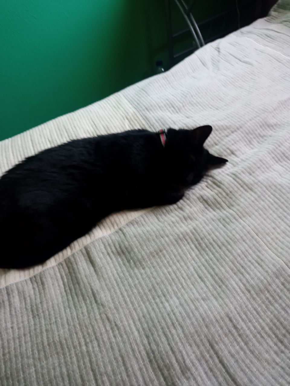 Новини Тернополя - фото з У Всесвітній день котів тернополяни поділились фото своїх улюбленців: гортайте добірку