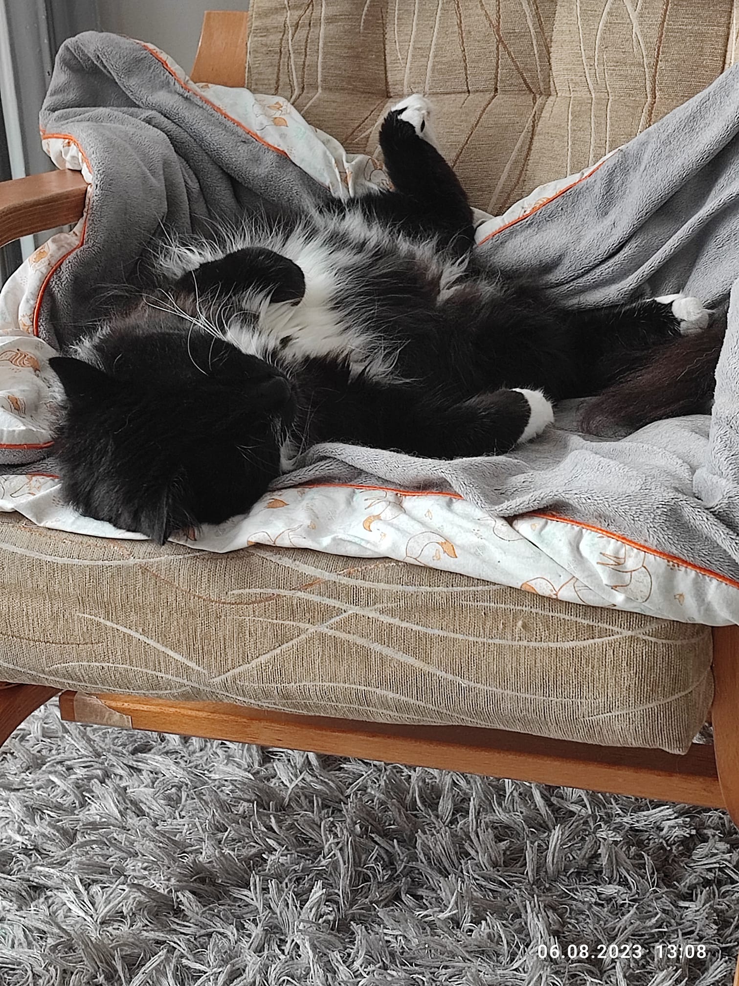 Новини Тернополя - фото з У Всесвітній день котів тернополяни поділились фото своїх улюбленців: гортайте добірку