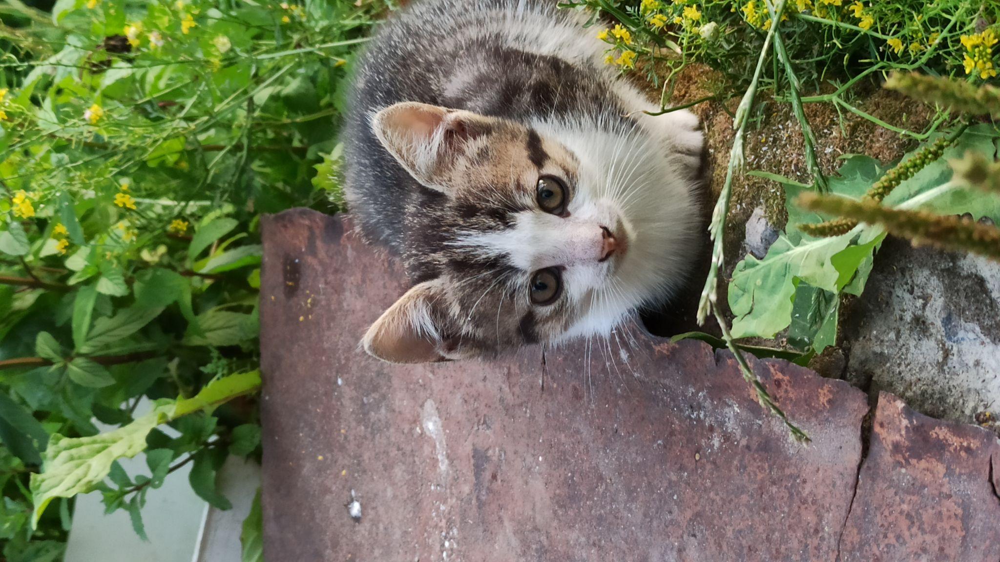 Новини Тернополя - фото з У Всесвітній день котів тернополяни поділились фото своїх улюбленців: гортайте добірку