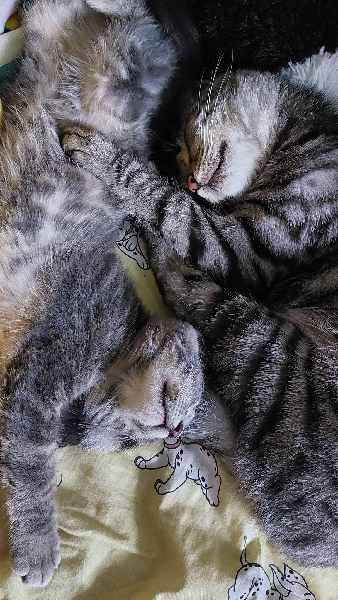 Новини Тернополя - фото з У Всесвітній день котів тернополяни поділились фото своїх улюбленців: гортайте добірку