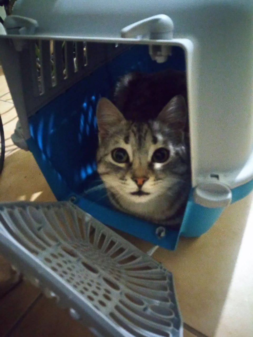 Новини Тернополя - фото з У Всесвітній день котів тернополяни поділились фото своїх улюбленців: гортайте добірку