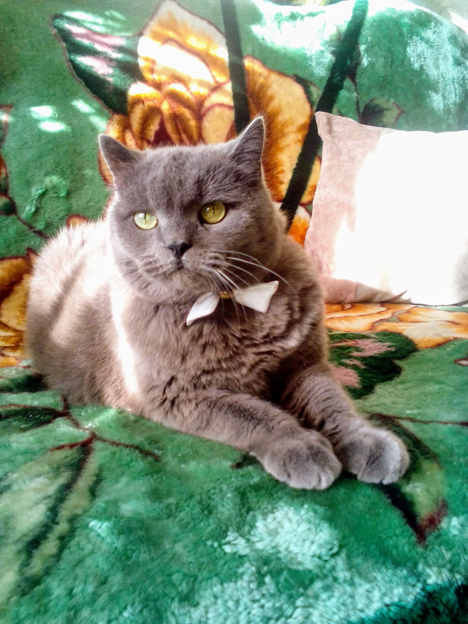 Новини Тернополя - фото з У Всесвітній день котів тернополяни поділились фото своїх улюбленців: гортайте добірку