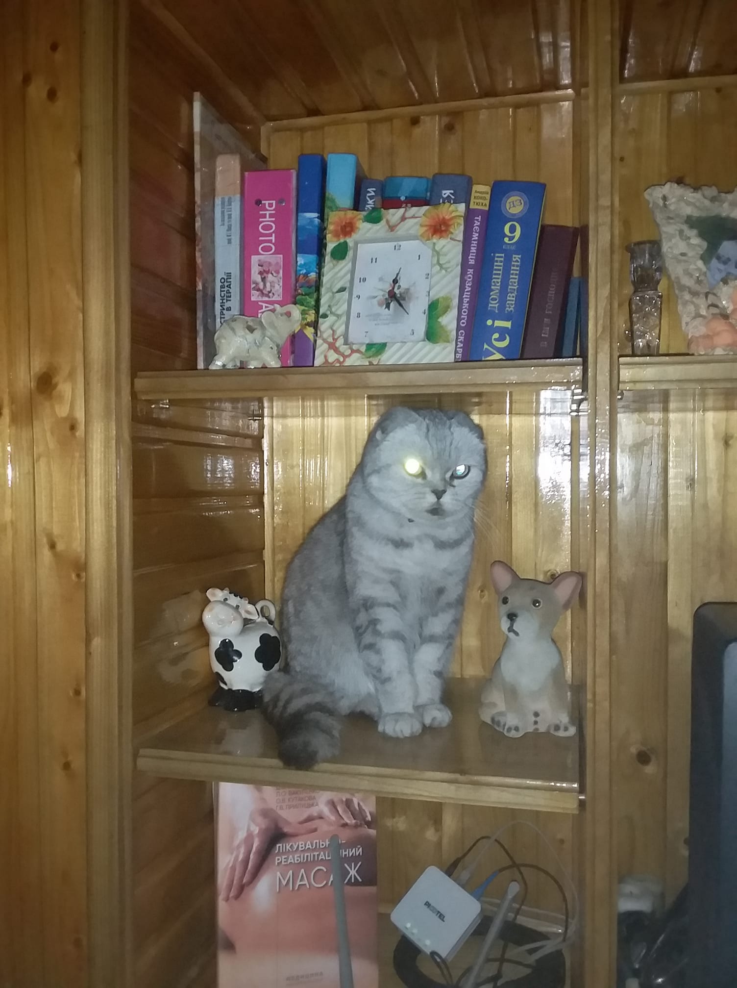 Новини Тернополя - фото з У Всесвітній день котів тернополяни поділились фото своїх улюбленців: гортайте добірку