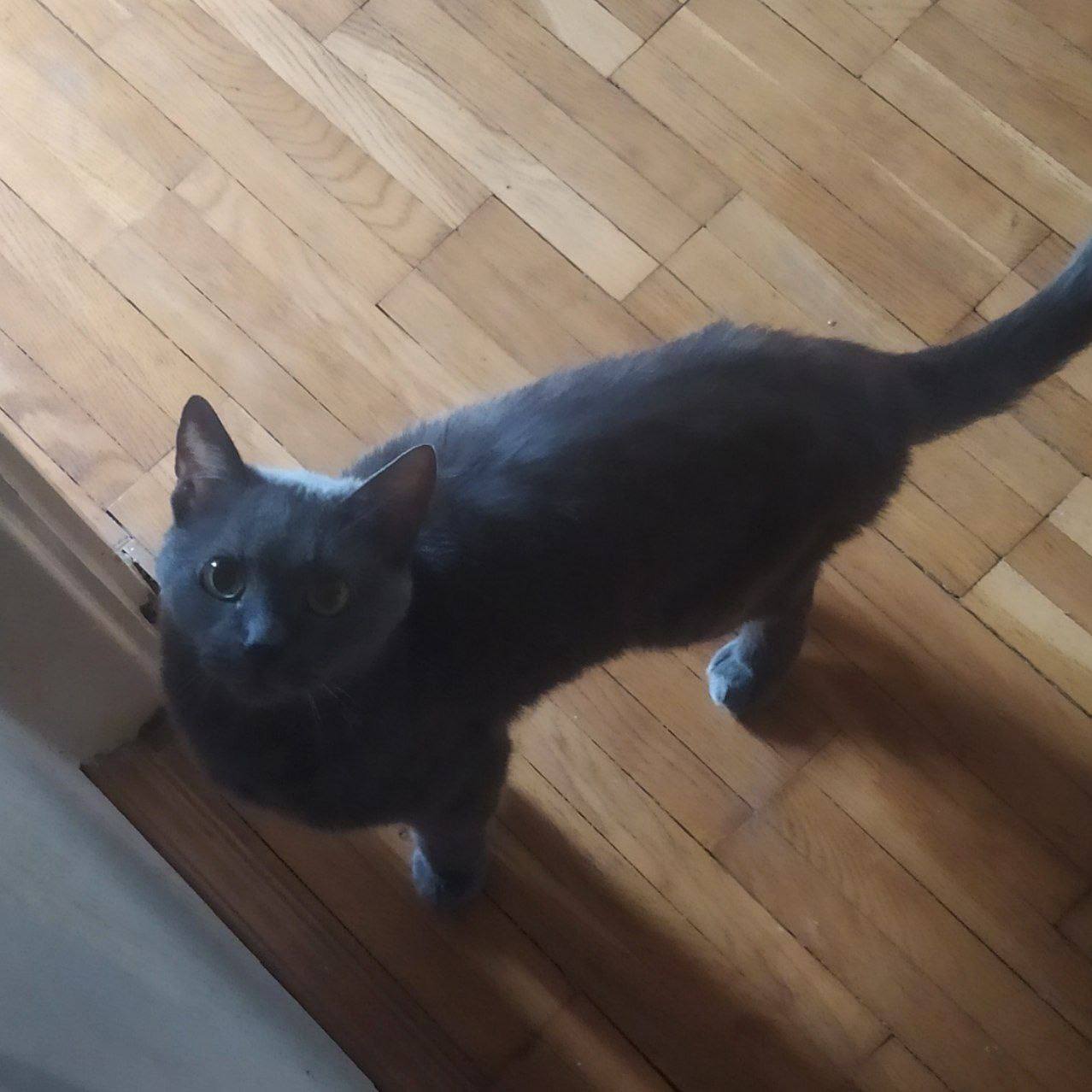 Новини Тернополя - фото з У Всесвітній день котів тернополяни поділились фото своїх улюбленців: гортайте добірку