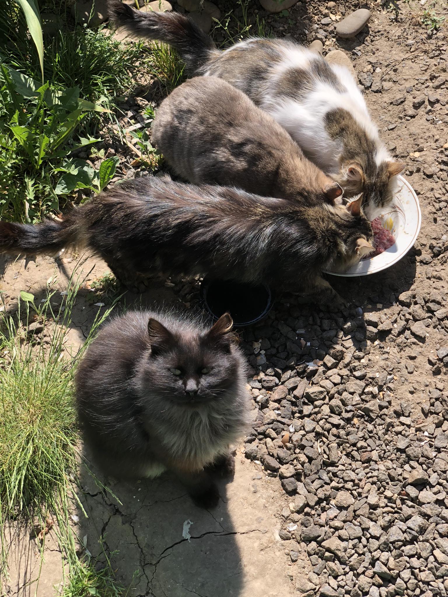 Новини Тернополя - фото з У Всесвітній день котів тернополяни поділились фото своїх улюбленців: гортайте добірку