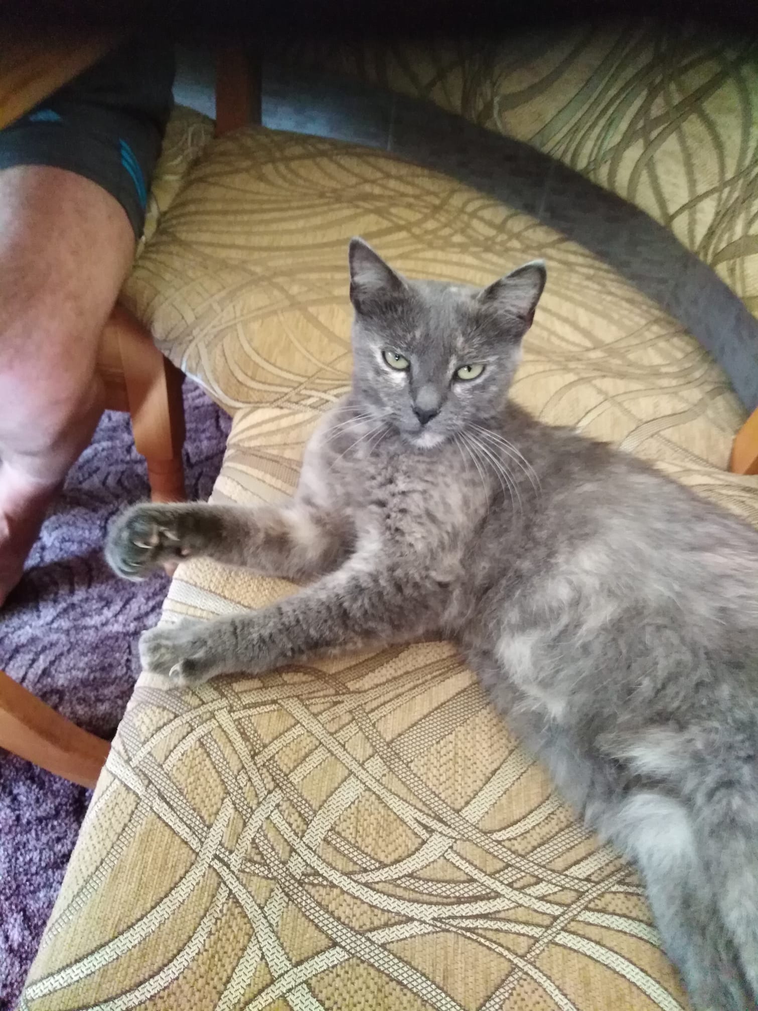 Новини Тернополя - фото з У Всесвітній день котів тернополяни поділились фото своїх улюбленців: гортайте добірку