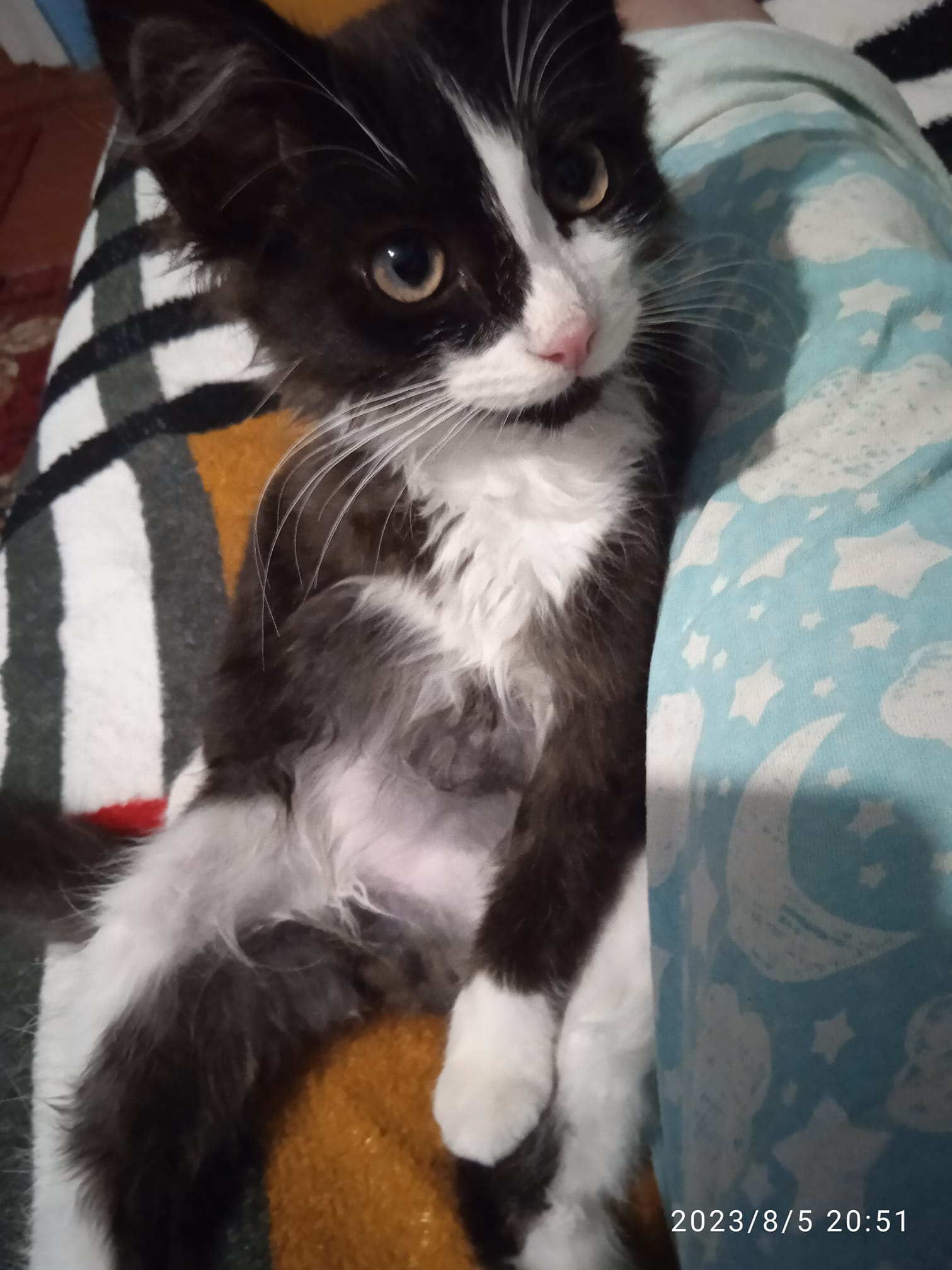 Новини Тернополя - фото з У Всесвітній день котів тернополяни поділились фото своїх улюбленців: гортайте добірку