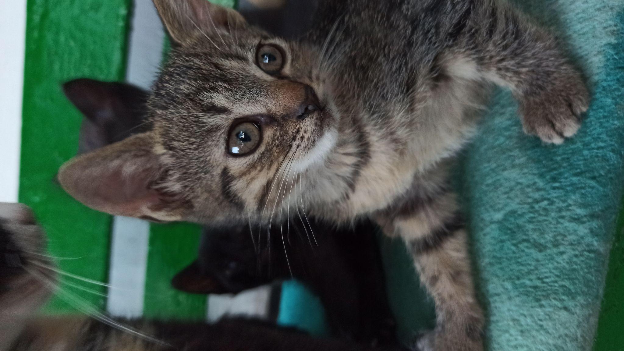 Новини Тернополя - фото з У Всесвітній день котів тернополяни поділились фото своїх улюбленців: гортайте добірку