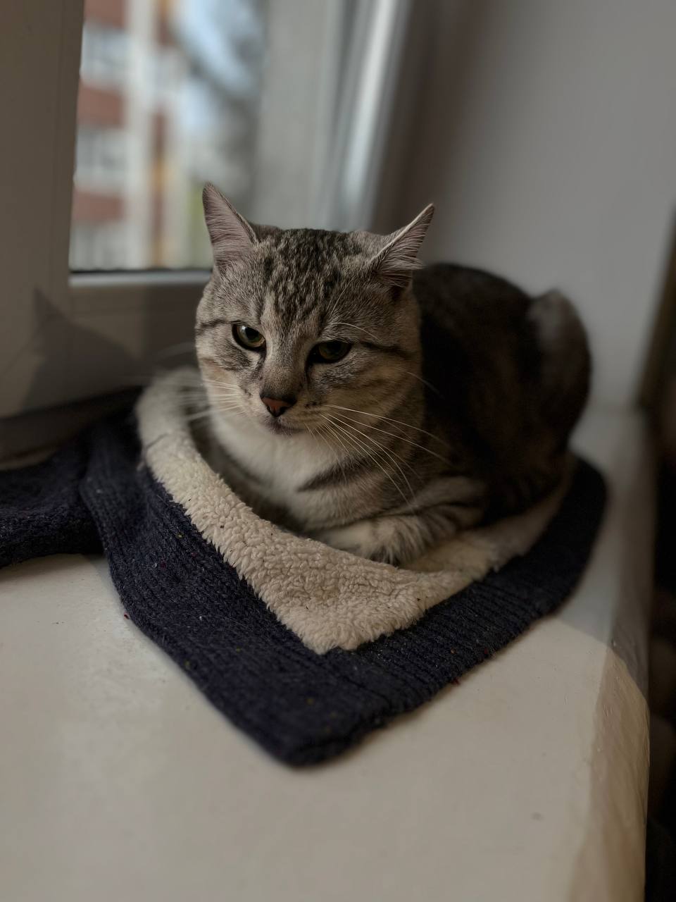 Новини Тернополя - фото з У Всесвітній день котів тернополяни поділились фото своїх улюбленців: гортайте добірку