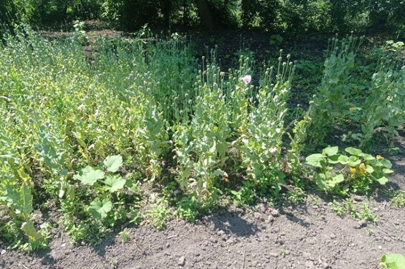 Новини Тернополя - фото з За незаконний посів чи вирощування нарковмісних рослин – штраф чи навіть позбавлення волі