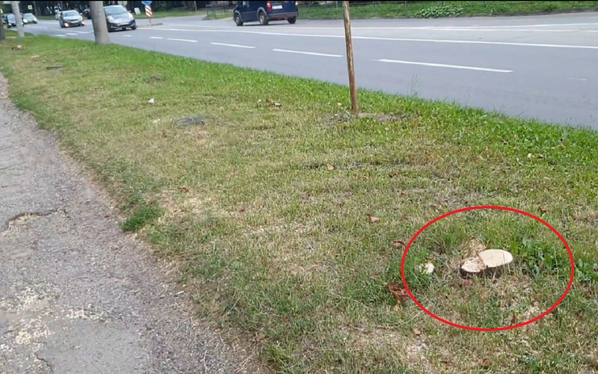 Новини Тернополя - фото з Тут вже треба створювати каталог-могильник дерев, які знищили: на Тарнавського зрізали шість дерев