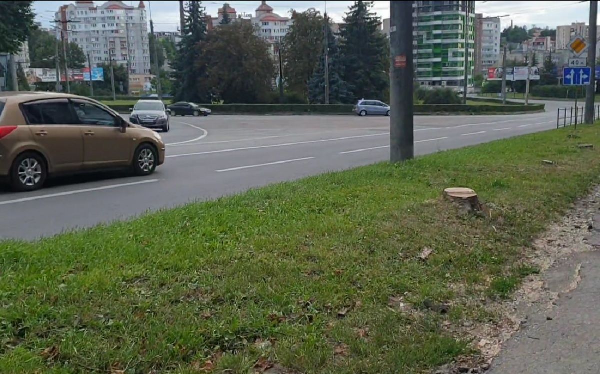 Новини Тернополя - фото з Які дерева зрізали на вул. Тарнавського — що кажуть у міській раді