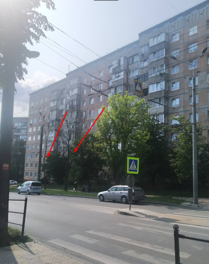 Новини Тернополя - фото з Які дерева зрізали на вул. Тарнавського — що кажуть у міській раді