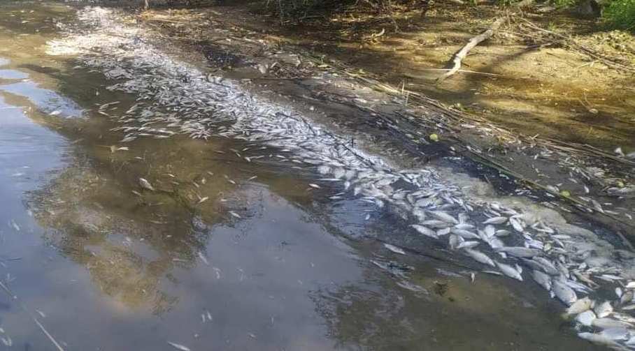 Новини Вінниці - фото з «Це просто катастрофа!» Чому гине риба у воді і що робити з мертвим «сріблом»?