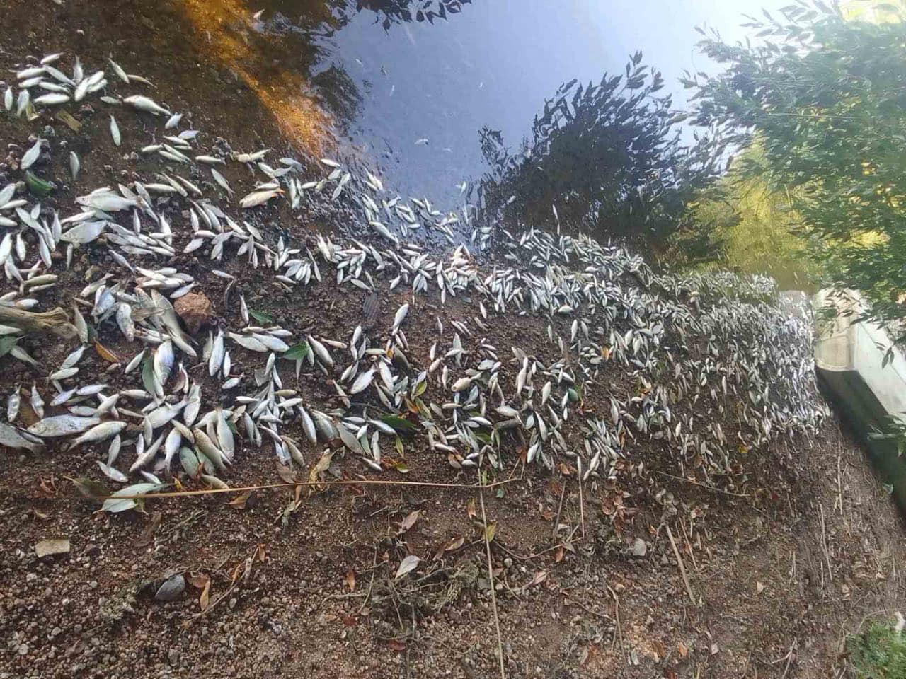 Новини Вінниці - фото з «Це просто катастрофа!» Чому гине риба у воді і що робити з мертвим «сріблом»?