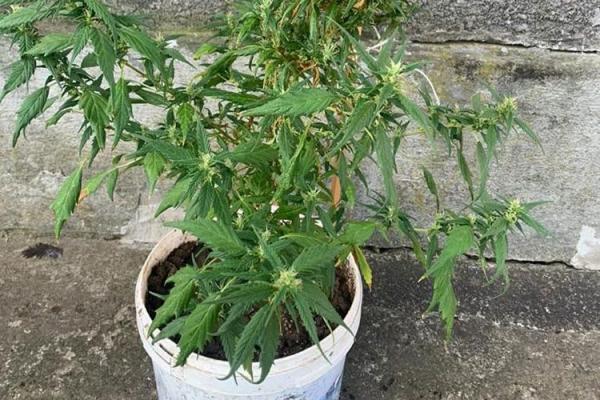 Новини Тернополя - фото з Вибухівка та наркотики: у мешканця Чортківщини знайшли цілий арсенал заборонених предметів