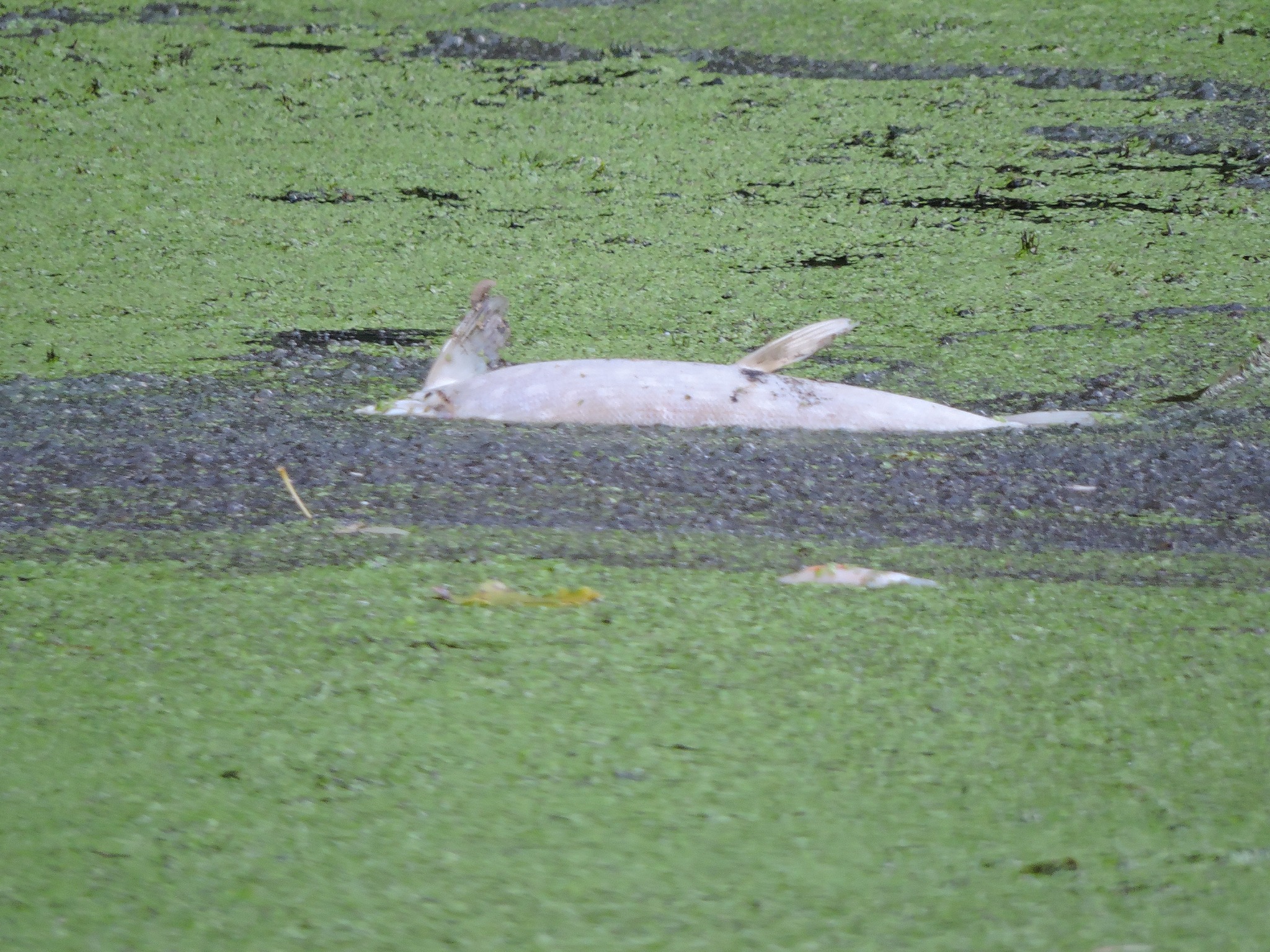 На зображенні може бути: плавають