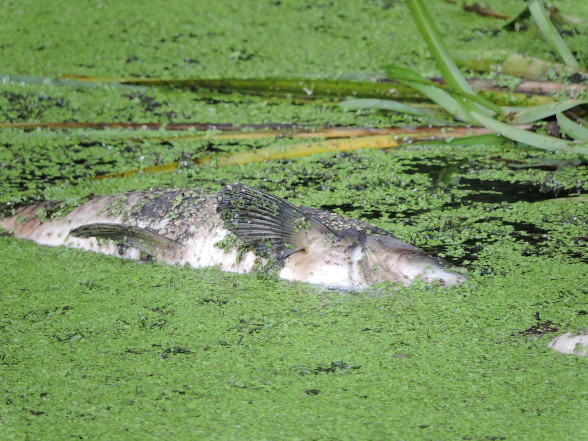 На зображенні може бути: поганка