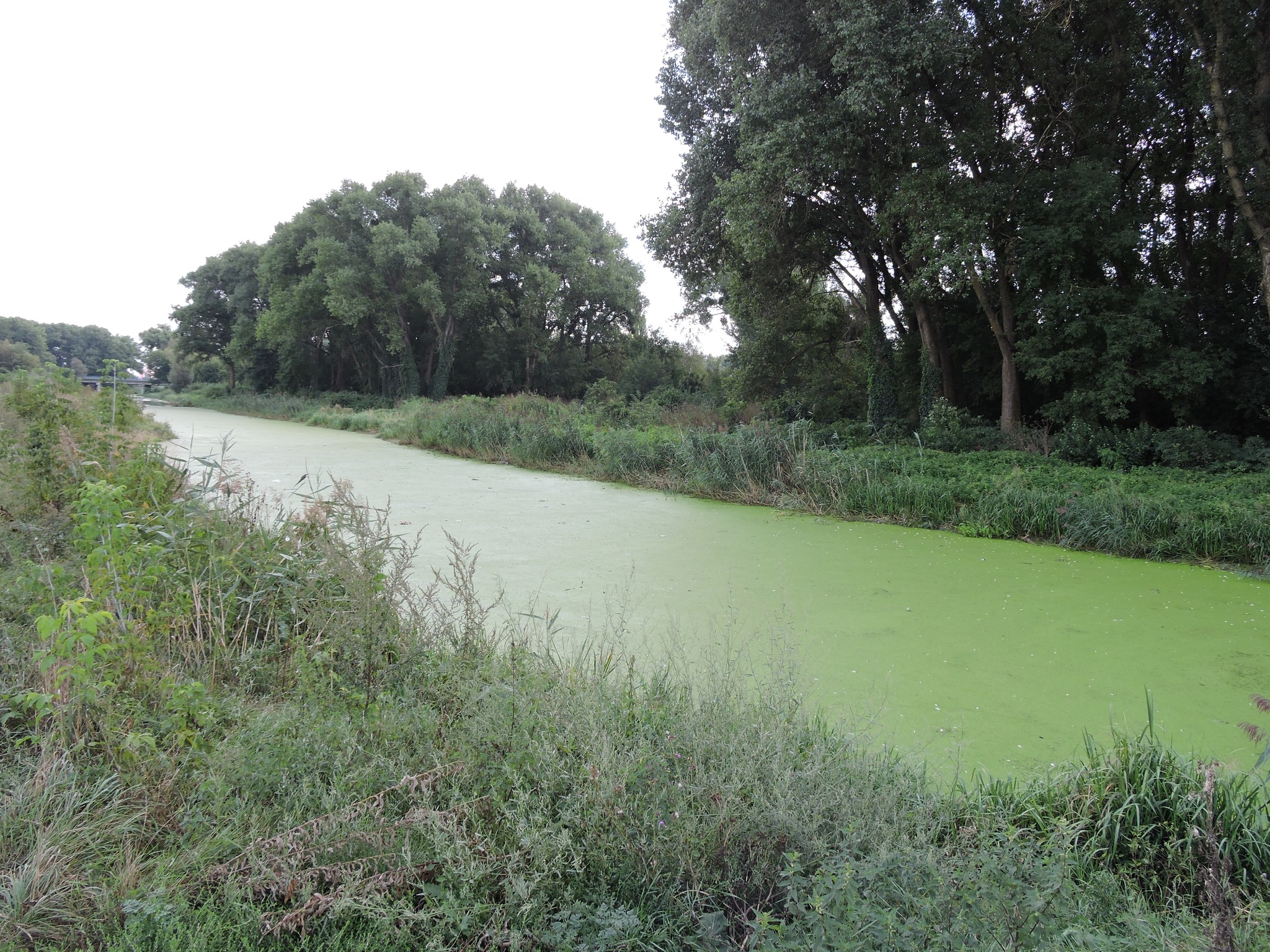 На зображенні може бути: водяний гіацинт, водойма та трава