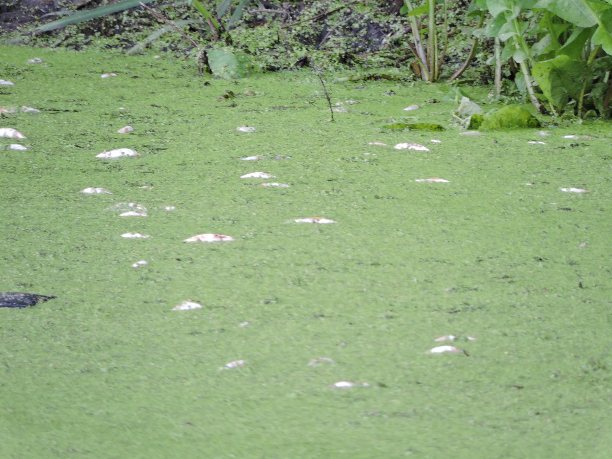На зображенні може бути: крокодил, болотний птах та мала султанка