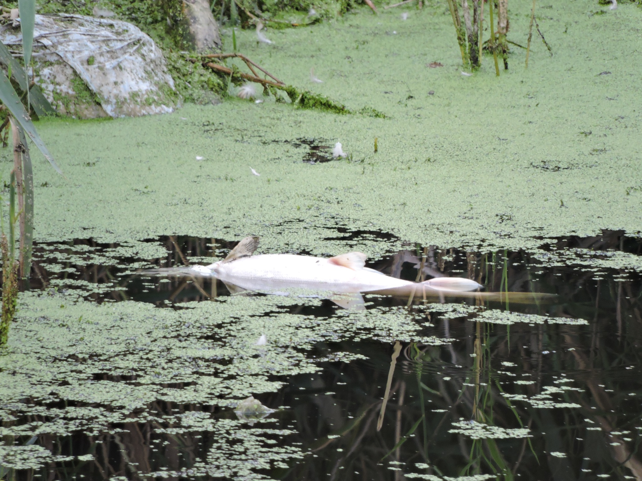 На зображенні може бути: болотний птах