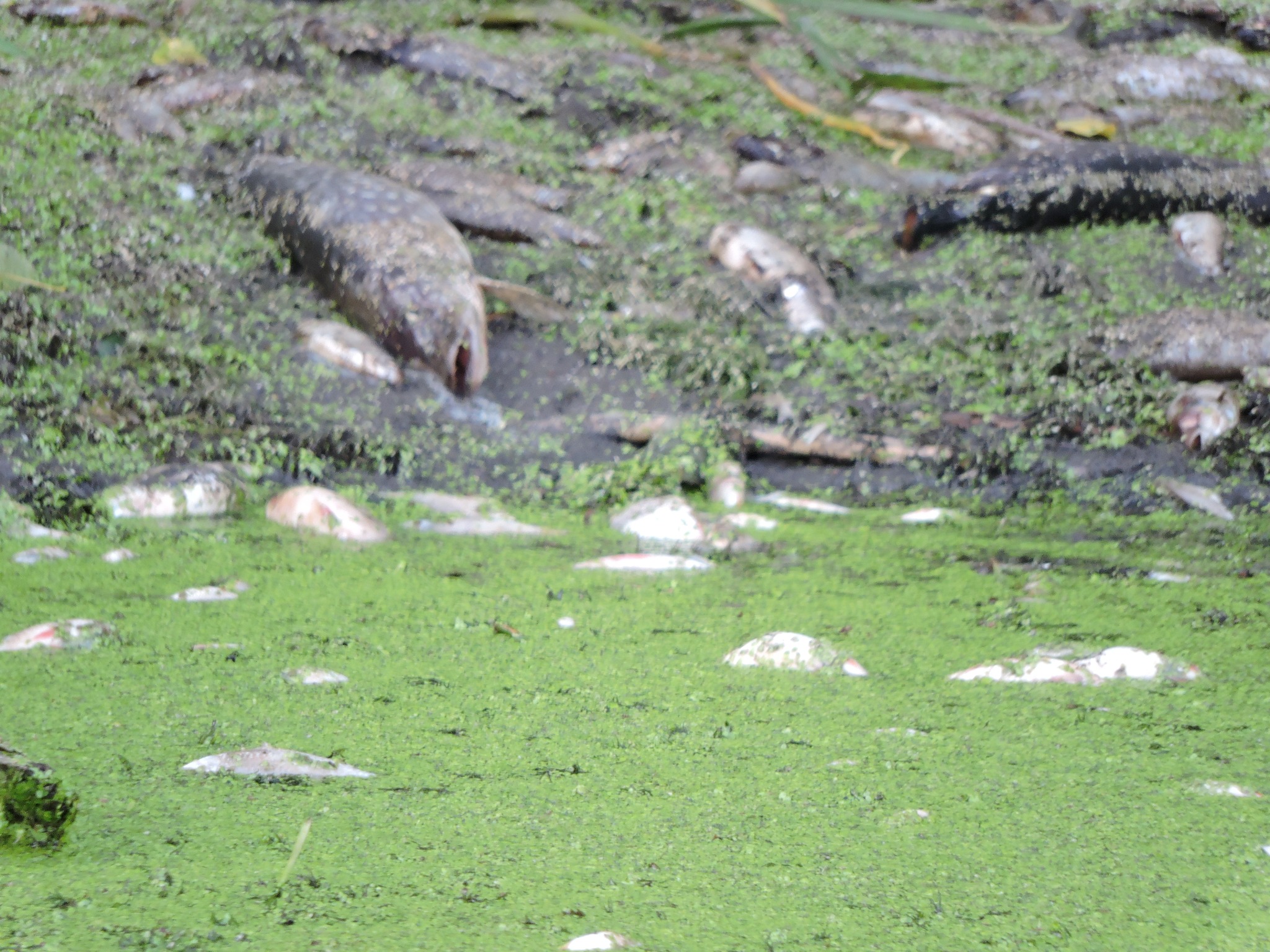 На зображенні може бути: крокодил