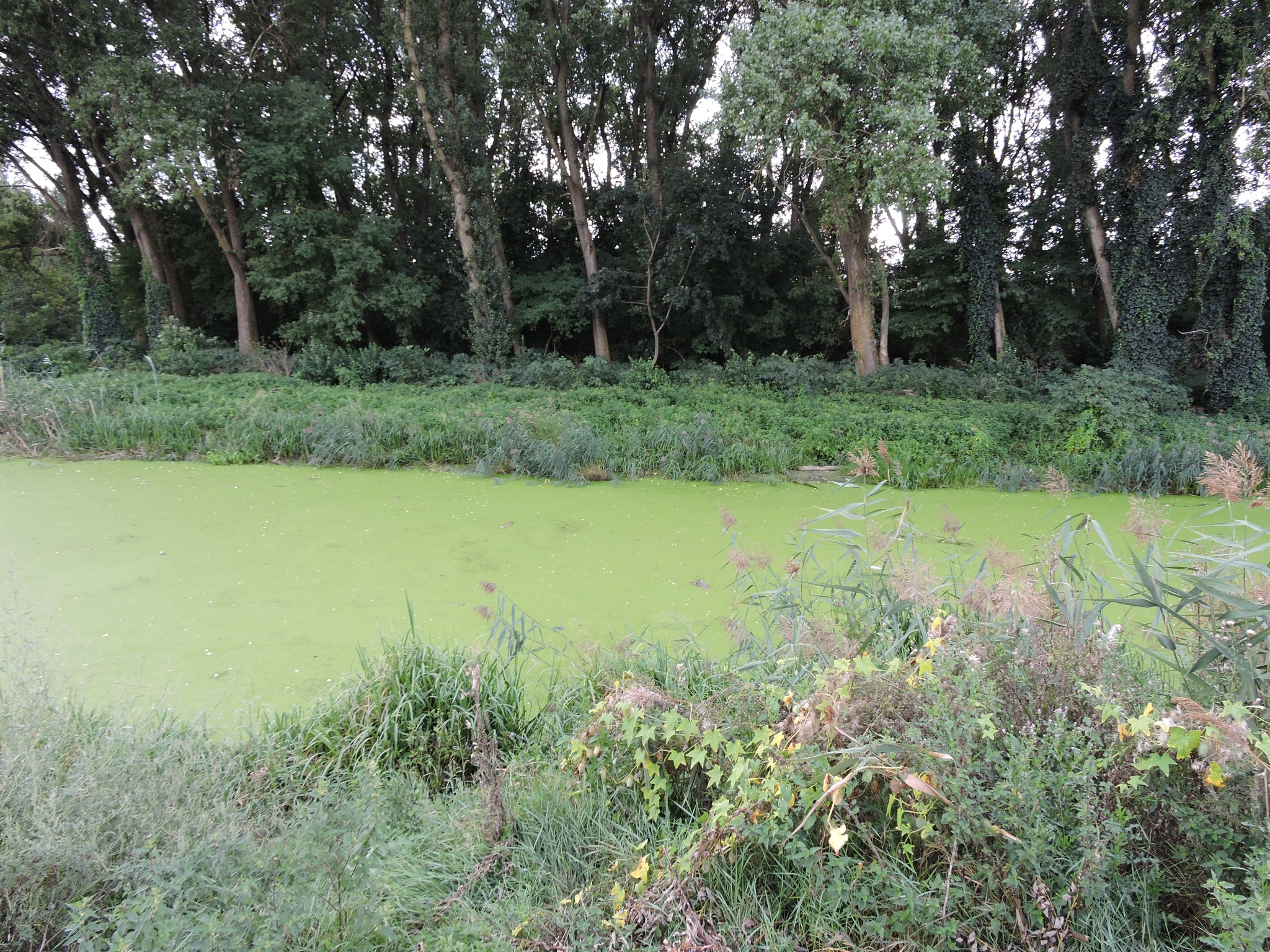 На зображенні може бути: водяний гіацинт та трава