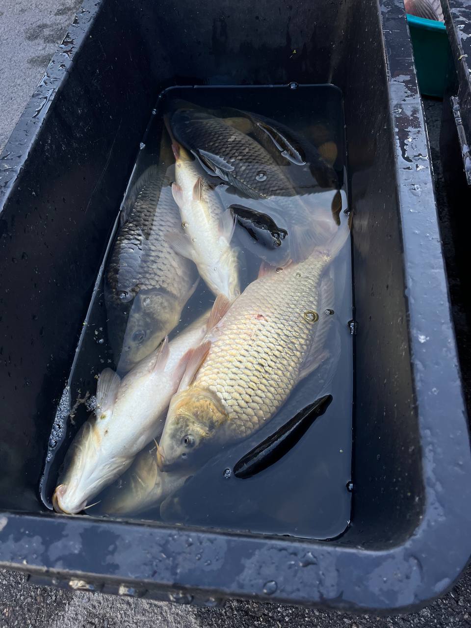 Новини Тернополя - фото з Яйця по 50 гривень, а рис майже 70: які ціни на сільськогосподарському ярмарку Тернополя