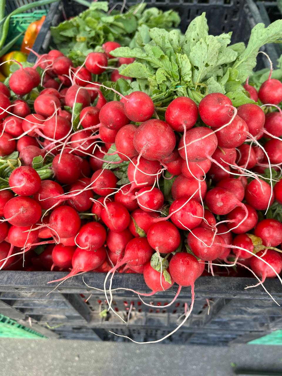 Новини Тернополя - фото з Яйця по 50 гривень, а рис майже 70: які ціни на сільськогосподарському ярмарку Тернополя