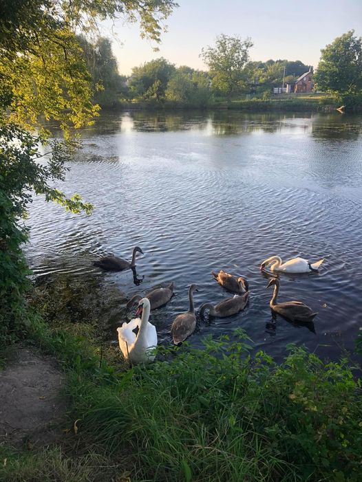На зображенні може бути: лебідь та гусак