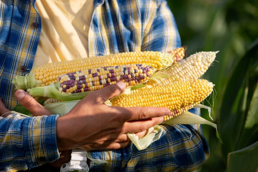 Новини Вінниці - фото з Солодка і патріотична: вінницька жовто-блакитна кукурудза з’явилась на полях України