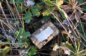 Новини Житомира - фото з На Житомирщині у другій половині вересня стартує кампанія імунізації диких тварин проти сказу